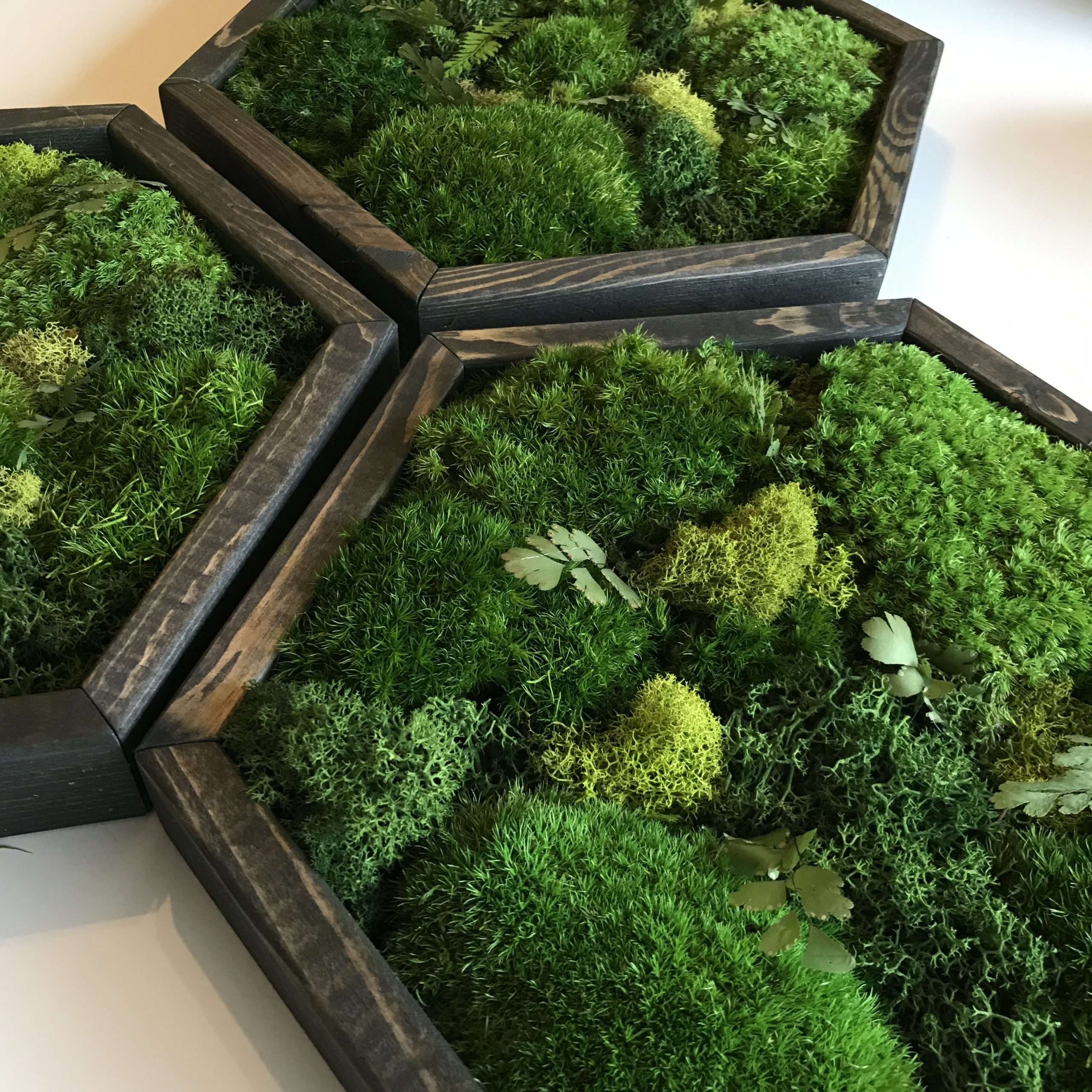 How Do You Keep Moss Art Alive? Jan Tetsutani Art